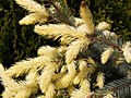 Picea pungens Jan Byczkowski IMG_6692 Świerk kłujący